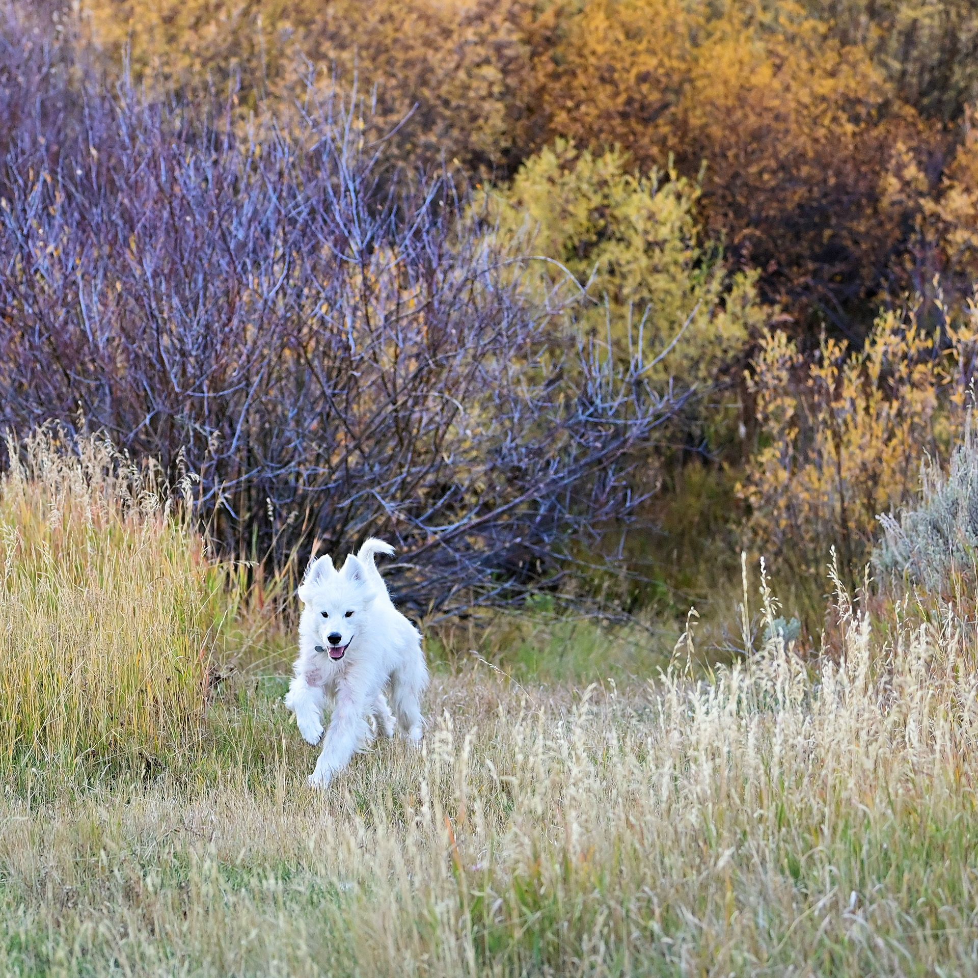 Isaac in the Highlands