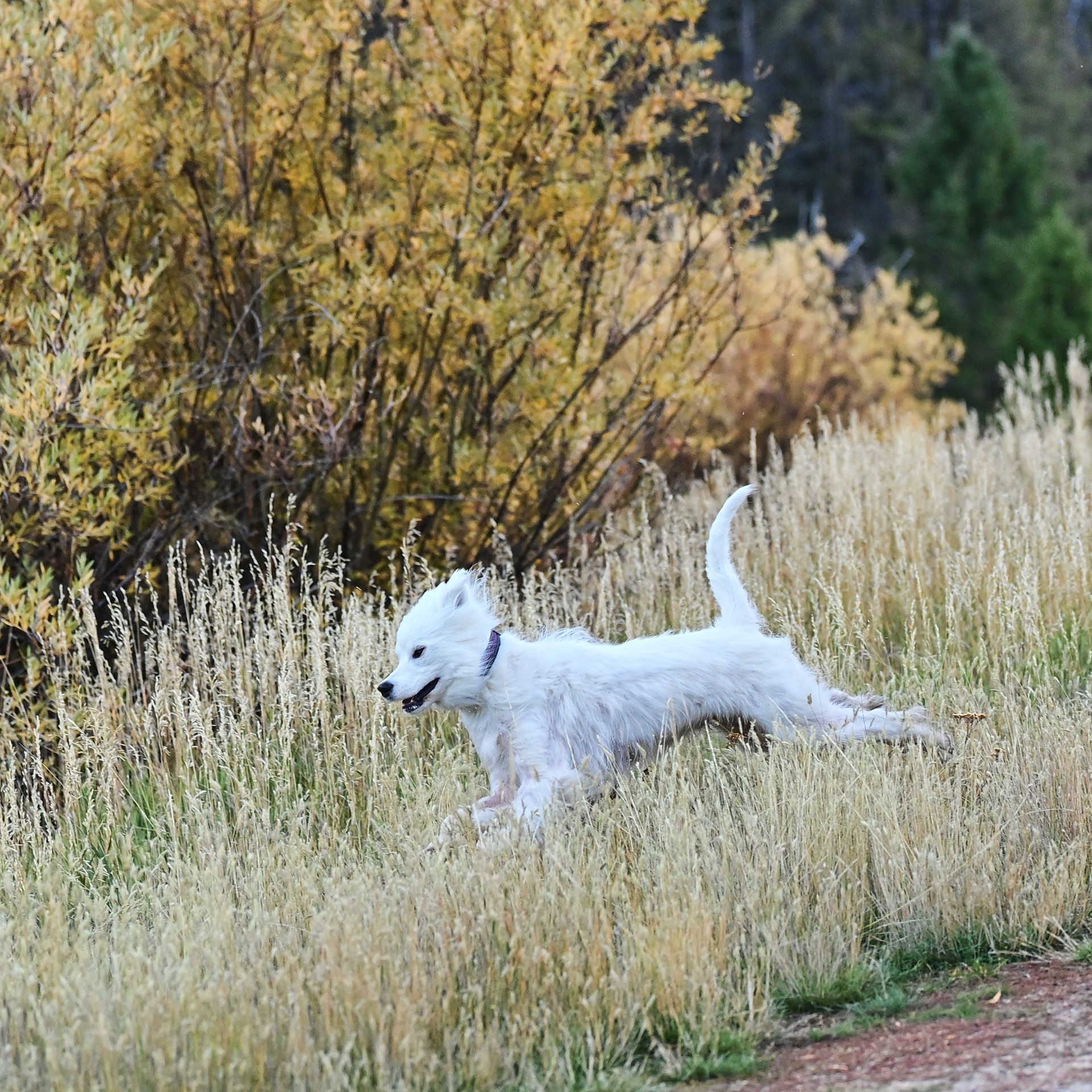 Isaac in the Highlands