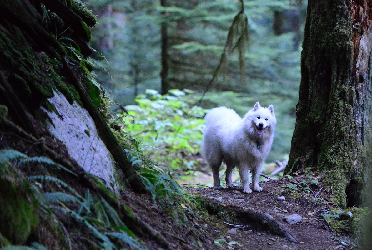 Rock Creek Trail