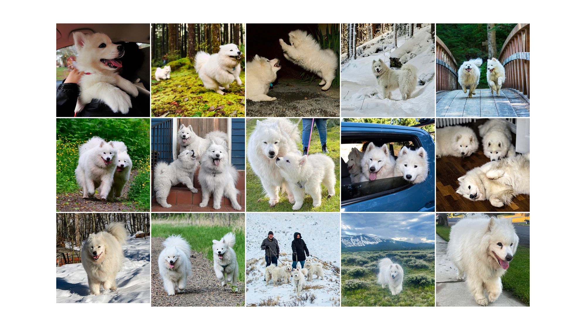 Jamie Samoyed, 2009-2022