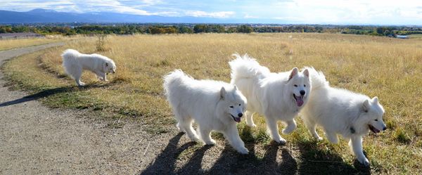 Dogsitting in Montana