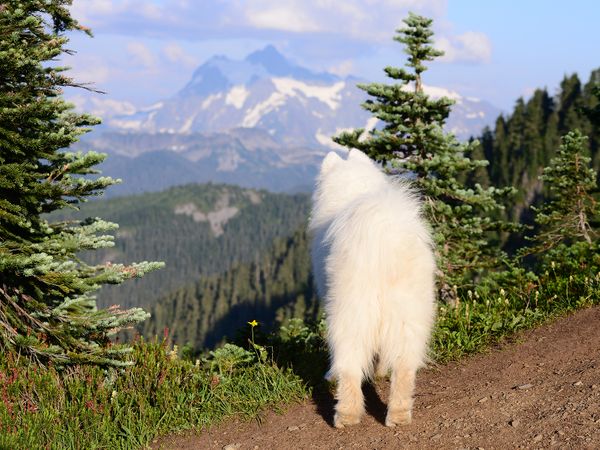 Skyline Divide Trail