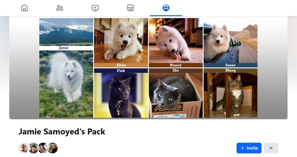 Jamie Samoyed's Pack