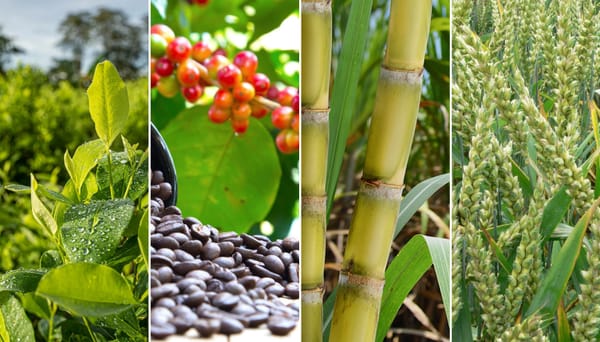 Cocaine, caffeine, and carbs